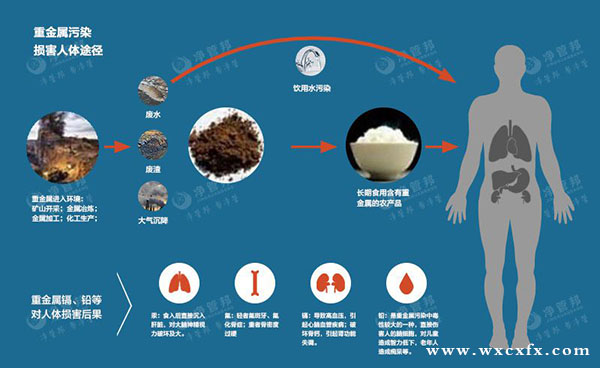 重金属污染,重金属污染的生物积累性,重金属污染的危害 /cxyq/20190718102013-FmJuhLmVKhddOTFIcy1gtyhrT1FV.jpg